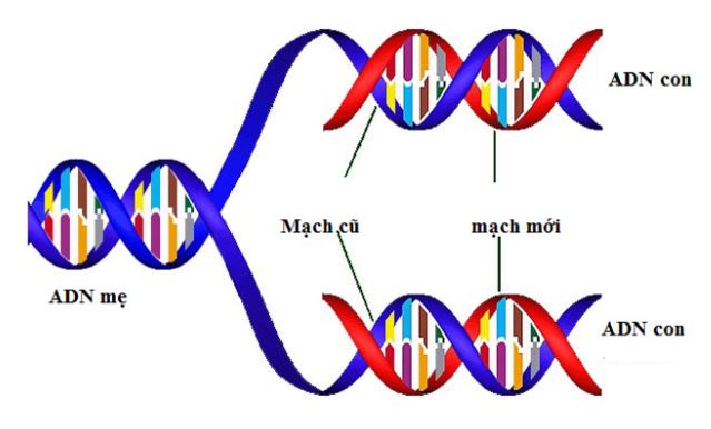 Ứng dụng của ADN trong cuộc sống thường ngày có thể nhiều người chưa biết - Ảnh 2.
