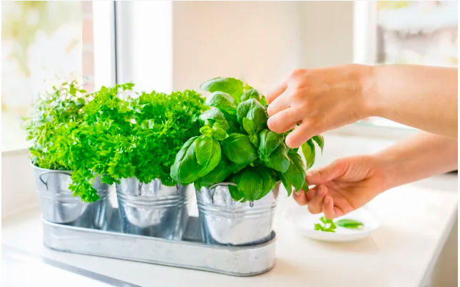5 loại thảo mộc tăng cường sức khỏe nên trồng trong nhà bếp