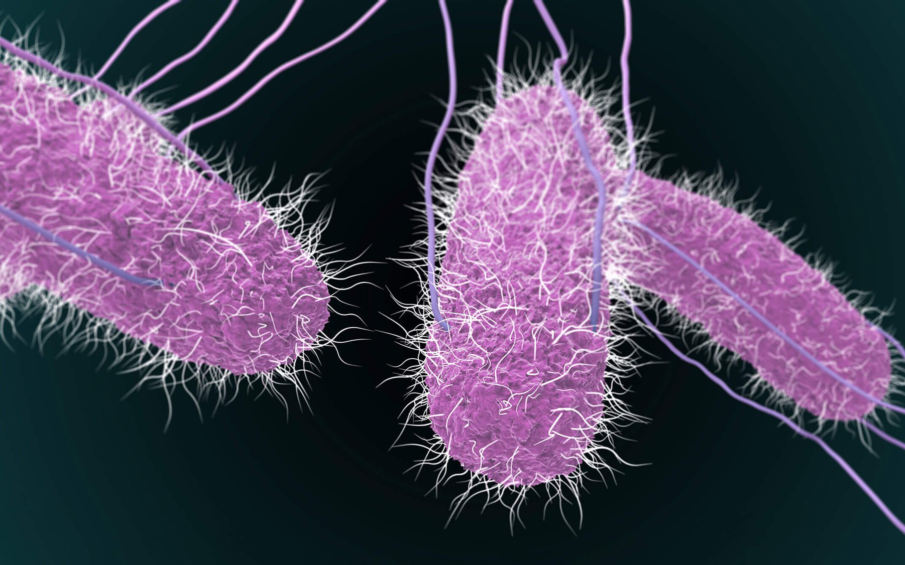 Thực phẩm nào có thể nhiễm khuẩn Salmonella - nguyên nhân được hướng đến trong vụ ngộ độc tại trường iSchool Nha Trang?