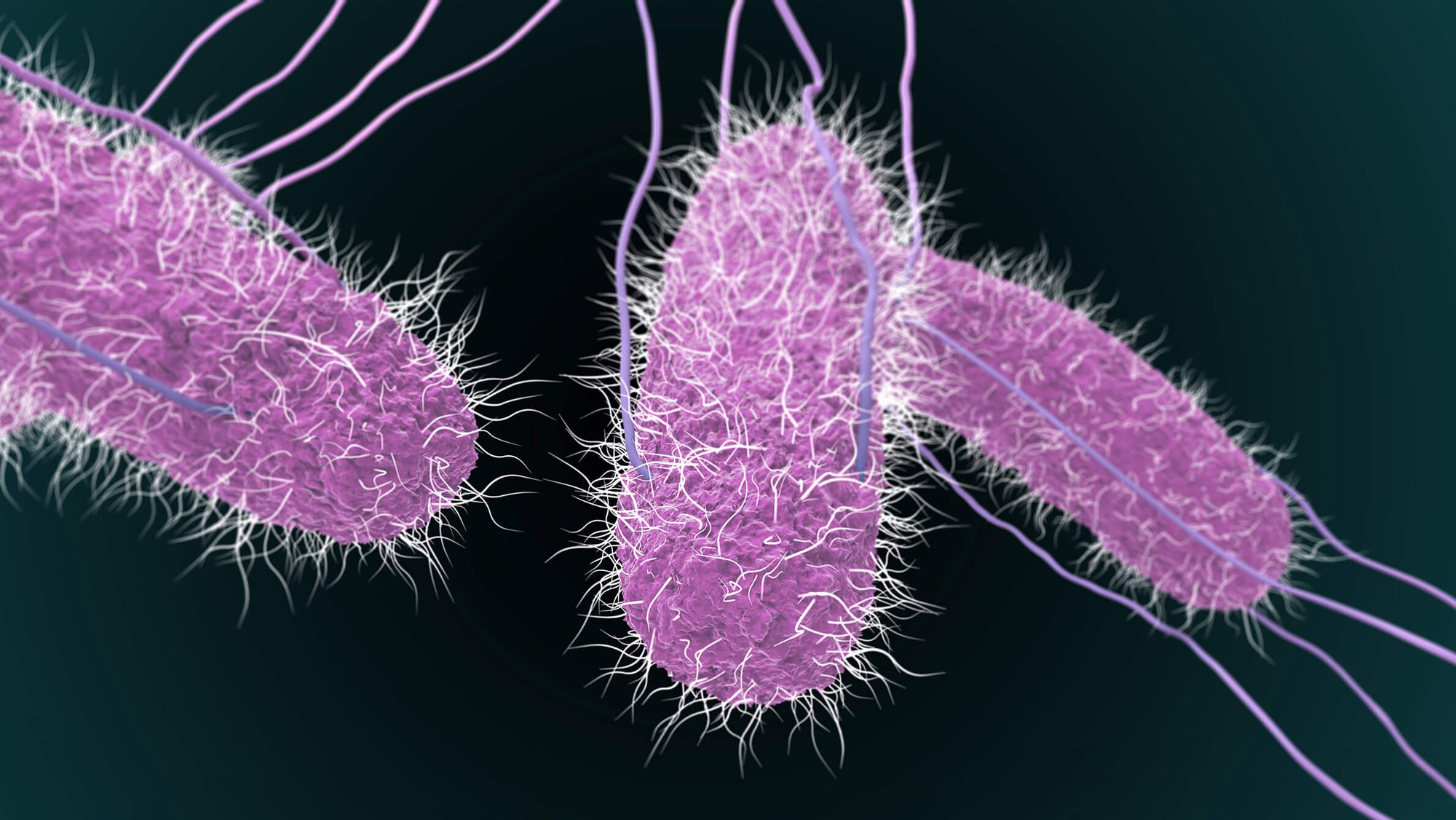 Thực phẩm nào có thể nhiễm khuẩn Salmonella?