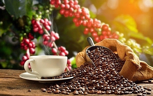 Uống cà phê có làm người bệnh gout tích tụ axit uric?