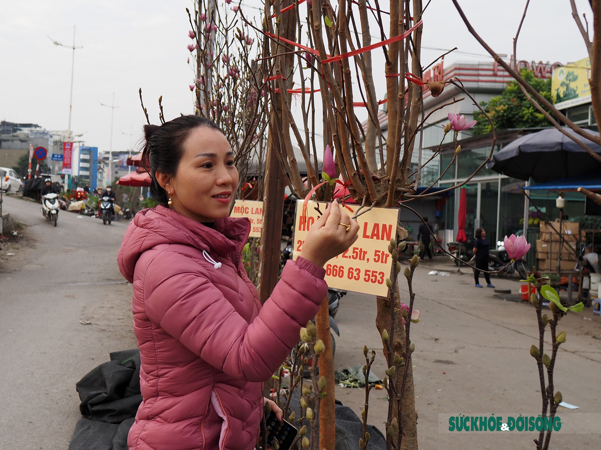 Người Hà Nội đắm say trước vẻ đẹp ngọt ngào của hoa mộc lan tại chợ hoa Tết       - Ảnh 5.