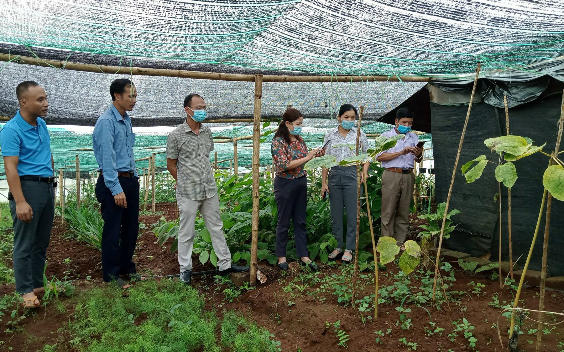 Tạo hành lang pháp lý để bảo tồn và phát triển dược liệu