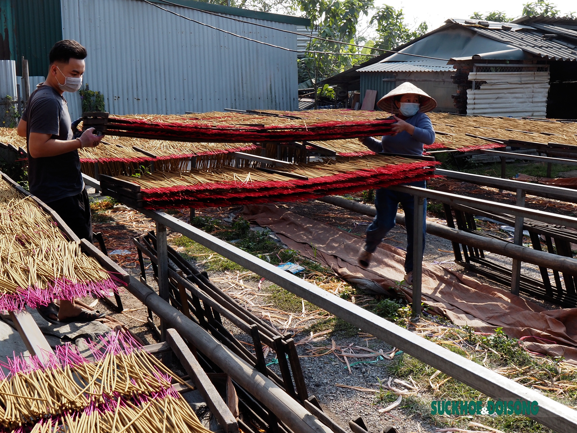 Những đóa tăm hương ở Quảng Phú Cầu &quot;bung nở&quot; đón Tết - Ảnh 14.