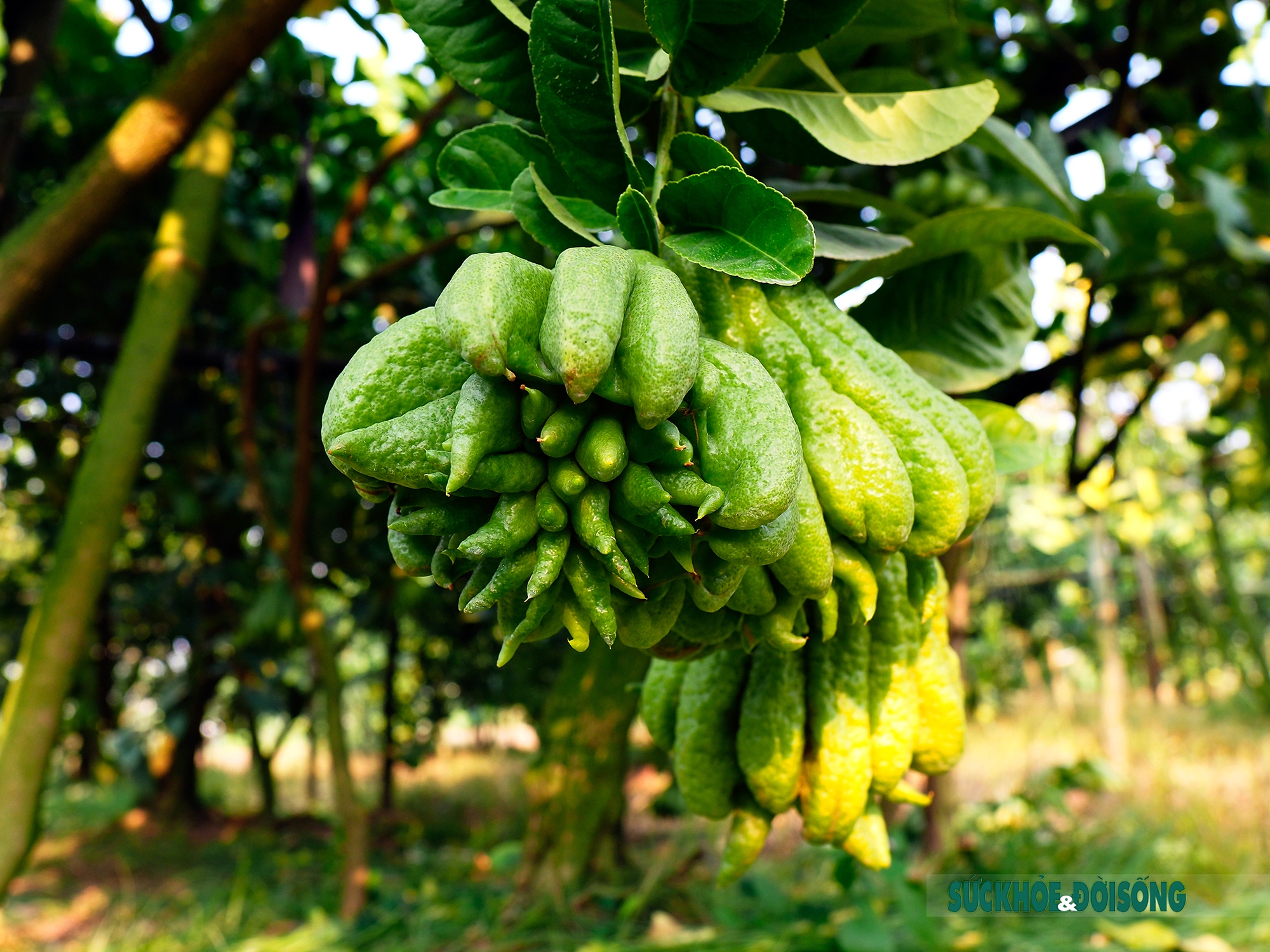 Bỏ nghề kế toán, cô gái 8X về chăm phật thủ cùng chồng - Ảnh 9.