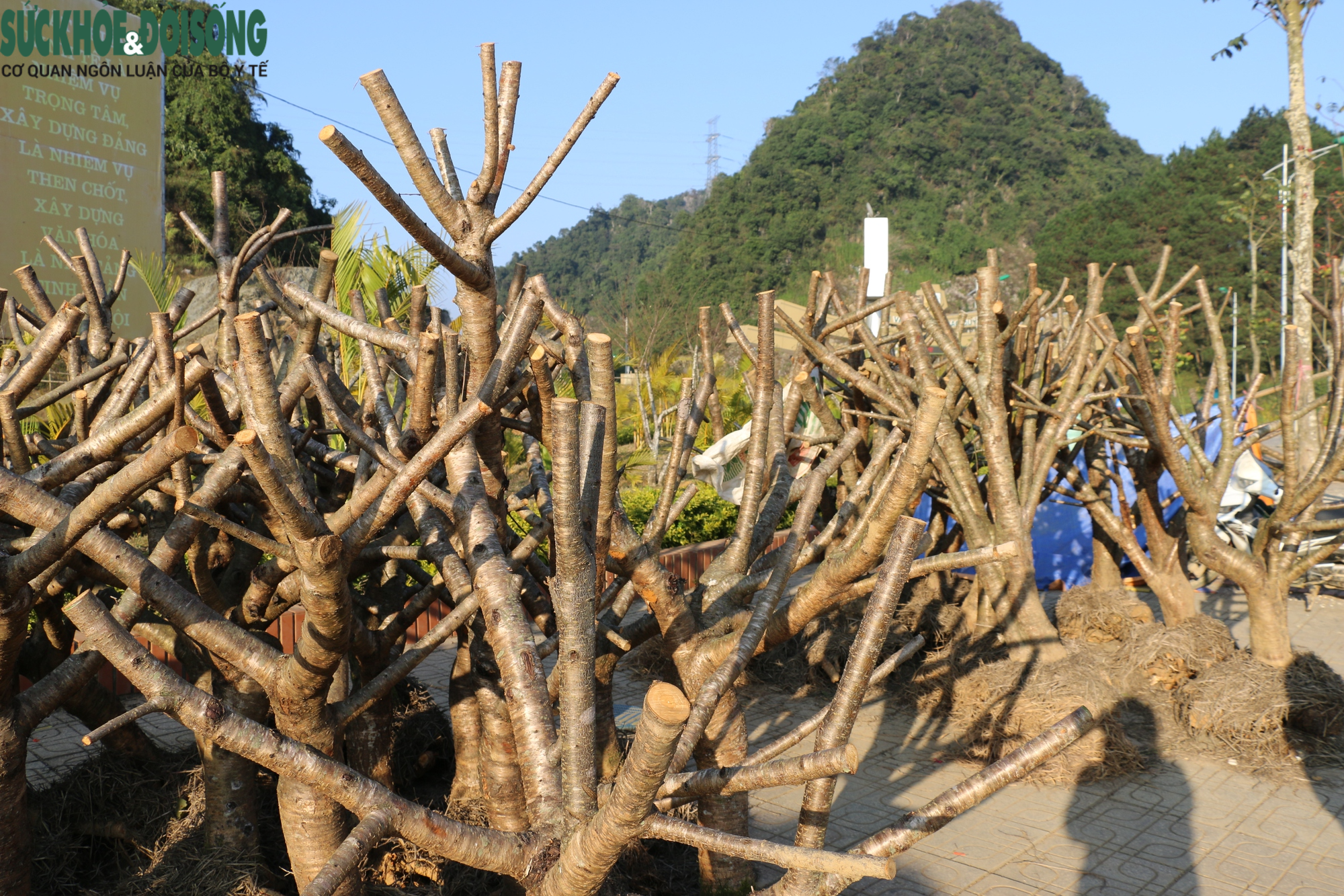 ‘Củi rừng nở hoa’, bà con mong cái Tết ấm no - Ảnh 11.