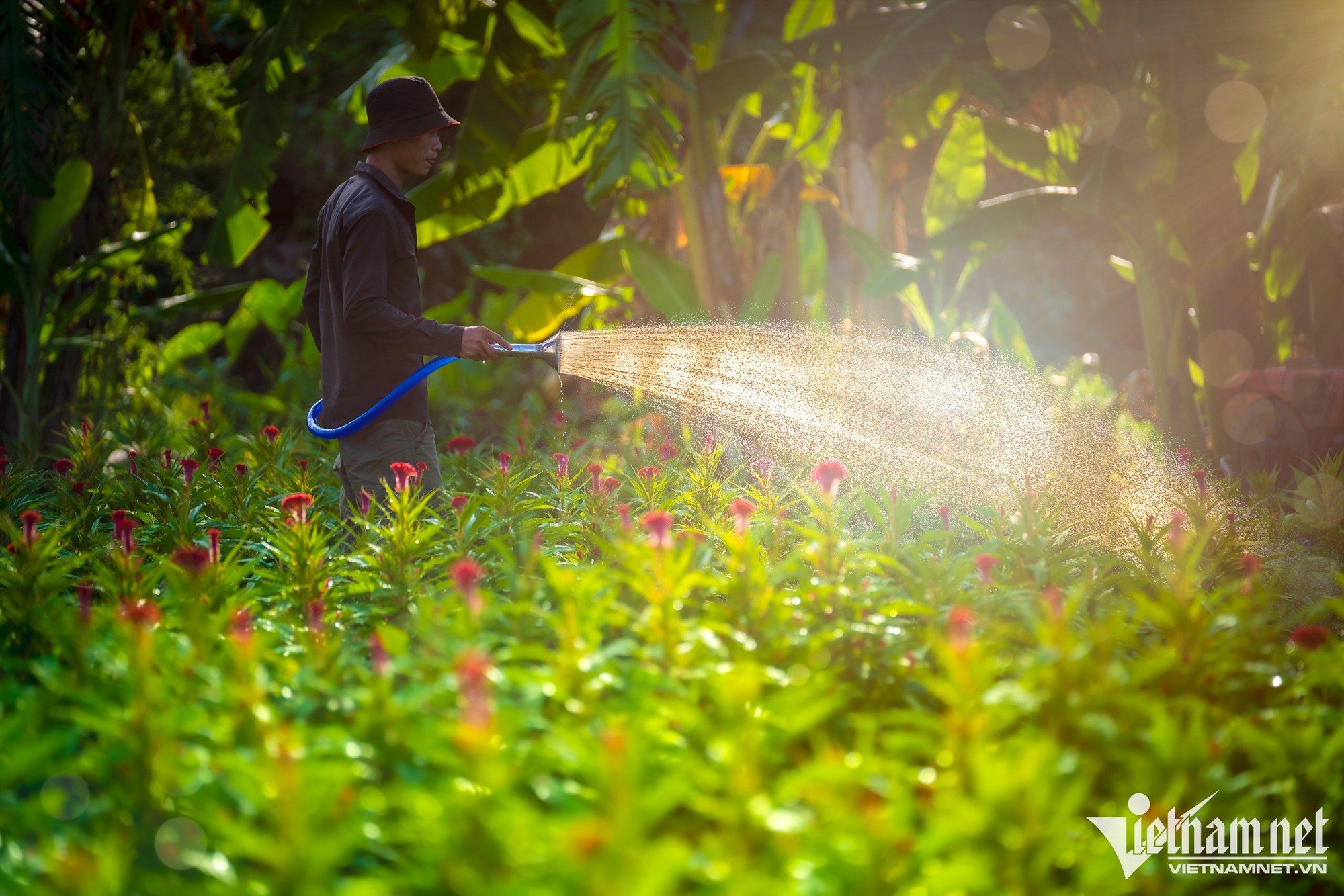 Hàng trăm nghìn gốc hoa ở TP.HCM sẵn sàng đón Tết - Ảnh 3.