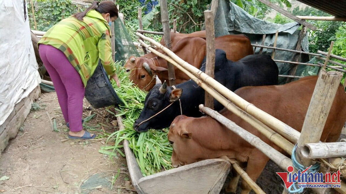 Nông dân Nghệ An sưởi ấm đàn gia súc tiền tỷ - Ảnh 7.