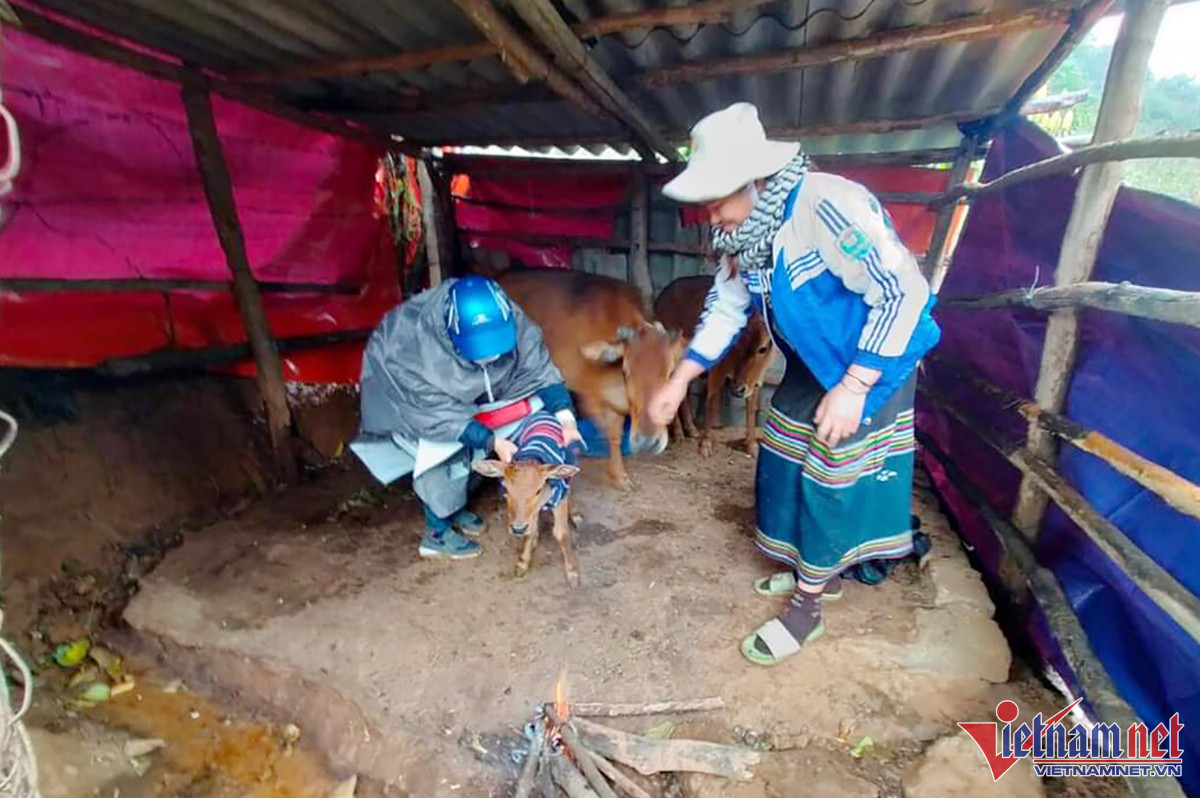 Nông dân Nghệ An sưởi ấm đàn gia súc tiền tỷ - Ảnh 5.