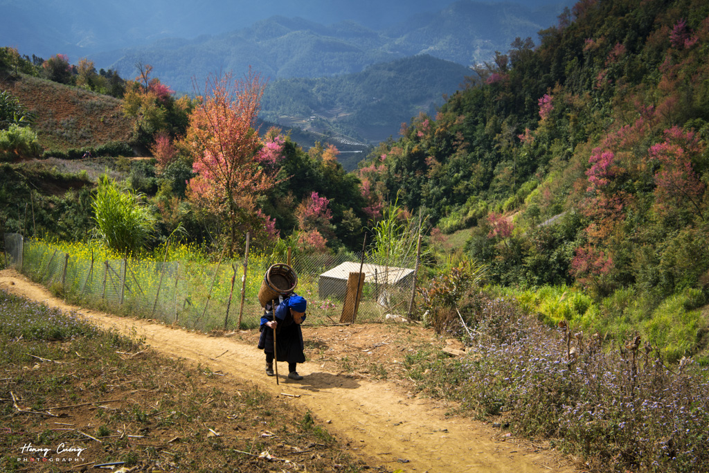 Chiêm ngưỡng hoa tớ dày Mù Cang Chải Một trải nghiệm tuyệt vời Chiêm ngưỡng hoa tớ dày Mù Cang Chải Một trải nghiệm tuyệt vời