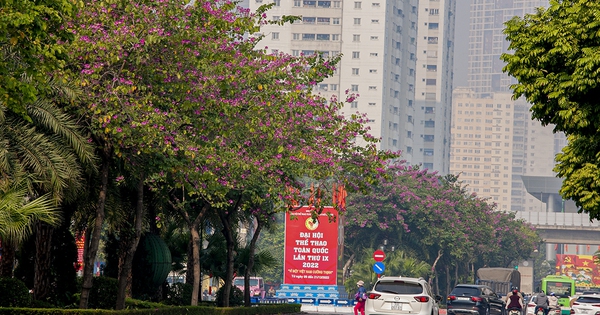 Ngắm vẻ đẹp hoa ban nhuộm đỏ cả một con đường của Hà Nội