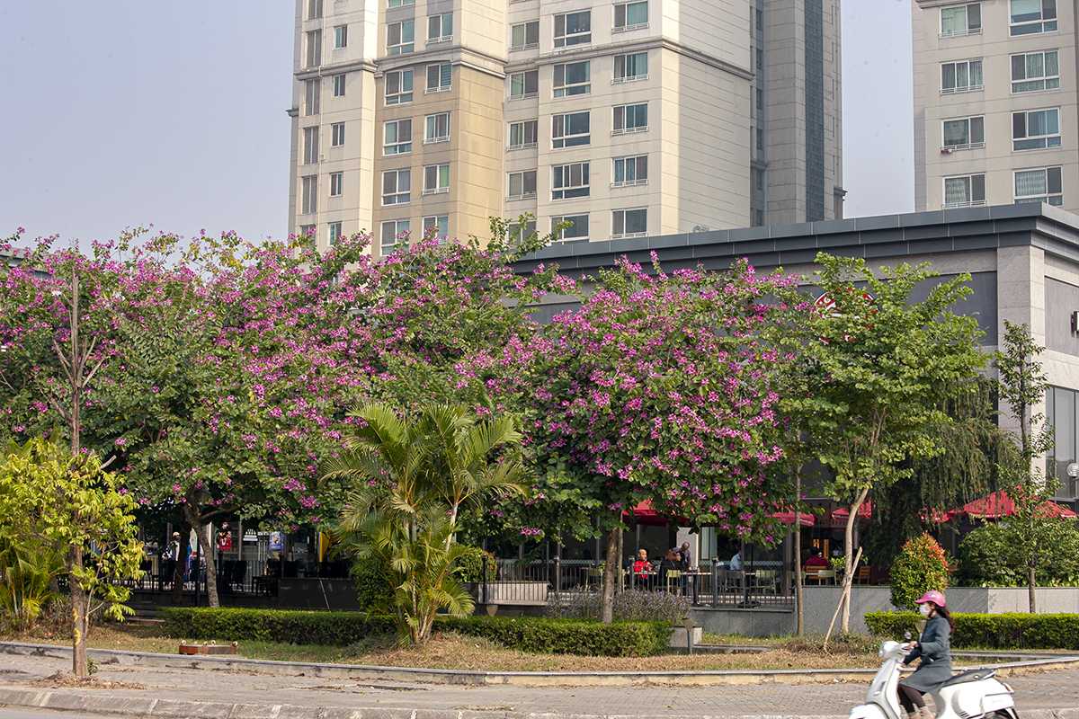 Ngắm vẻ đẹp hoa ban nhuộm đỏ cả một con đường của Hà Nội  - Ảnh 5.