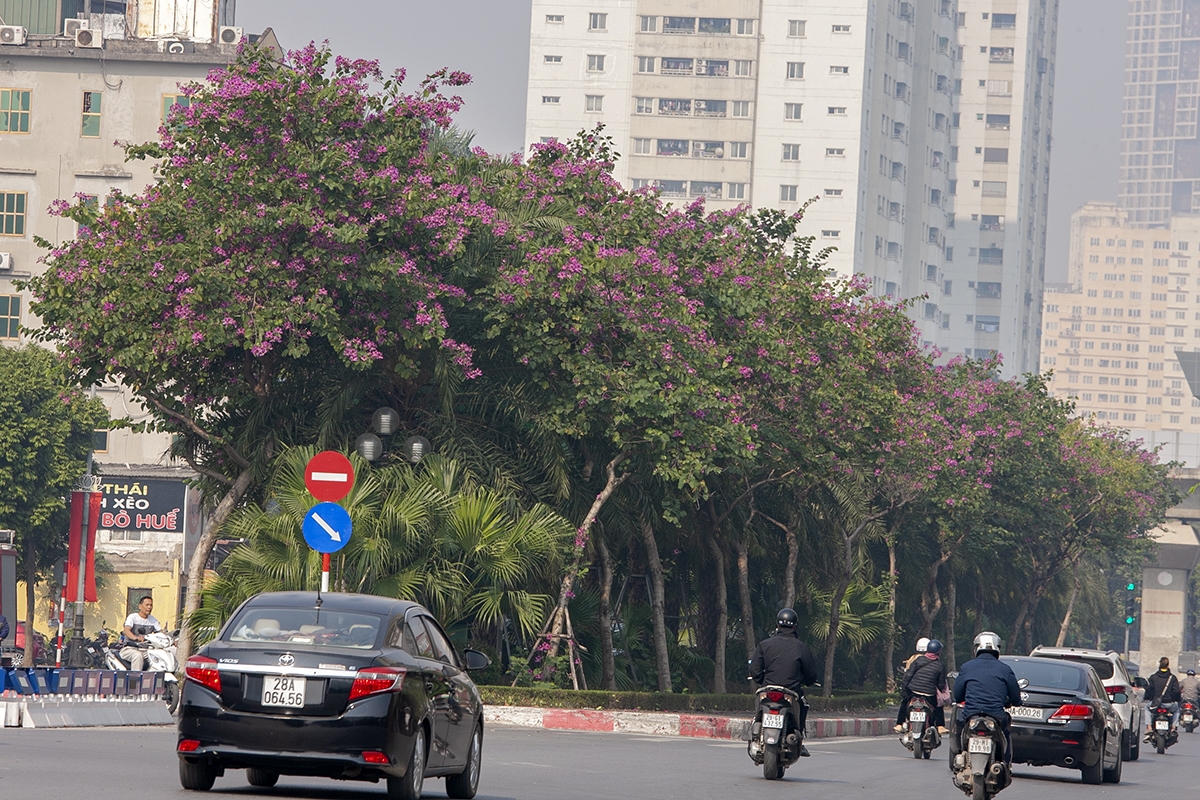 Ngắm vẻ đẹp hoa ban nhuộm đỏ cả một con đường của Hà Nội  - Ảnh 8.