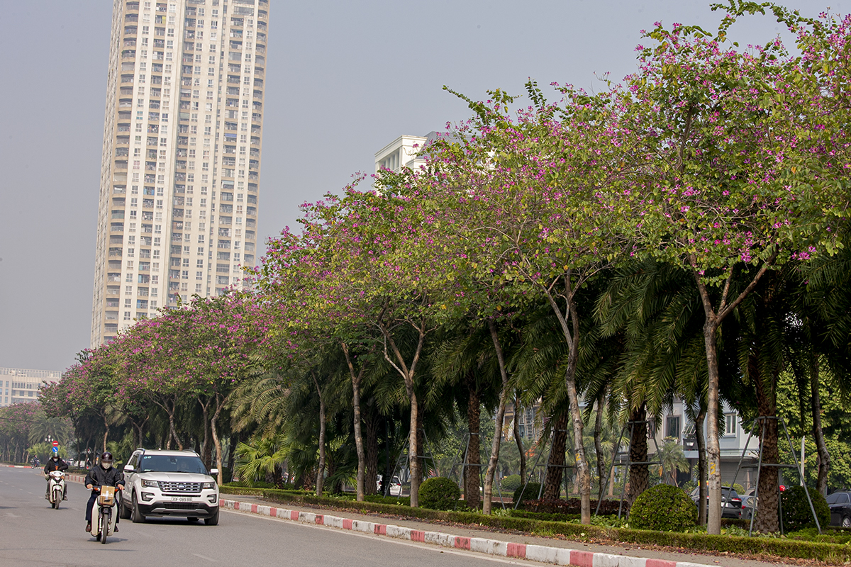 Ngắm vẻ đẹp hoa ban nhuộm đỏ cả một con đường của Hà Nội  - Ảnh 2.