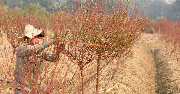 Làng trồng đào lớn thứ 2 Hà Nội bắt đầu khởi động cho vụ Tết Nguyên đán