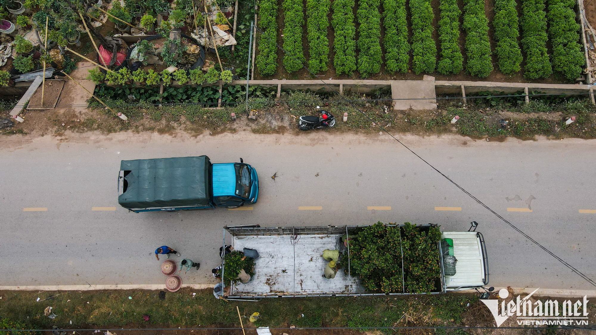 Ở thủ phủ quất cảnh Hưng Yên, giá cao gấp rưỡi vẫn 'cháy hàng' - Ảnh 2.