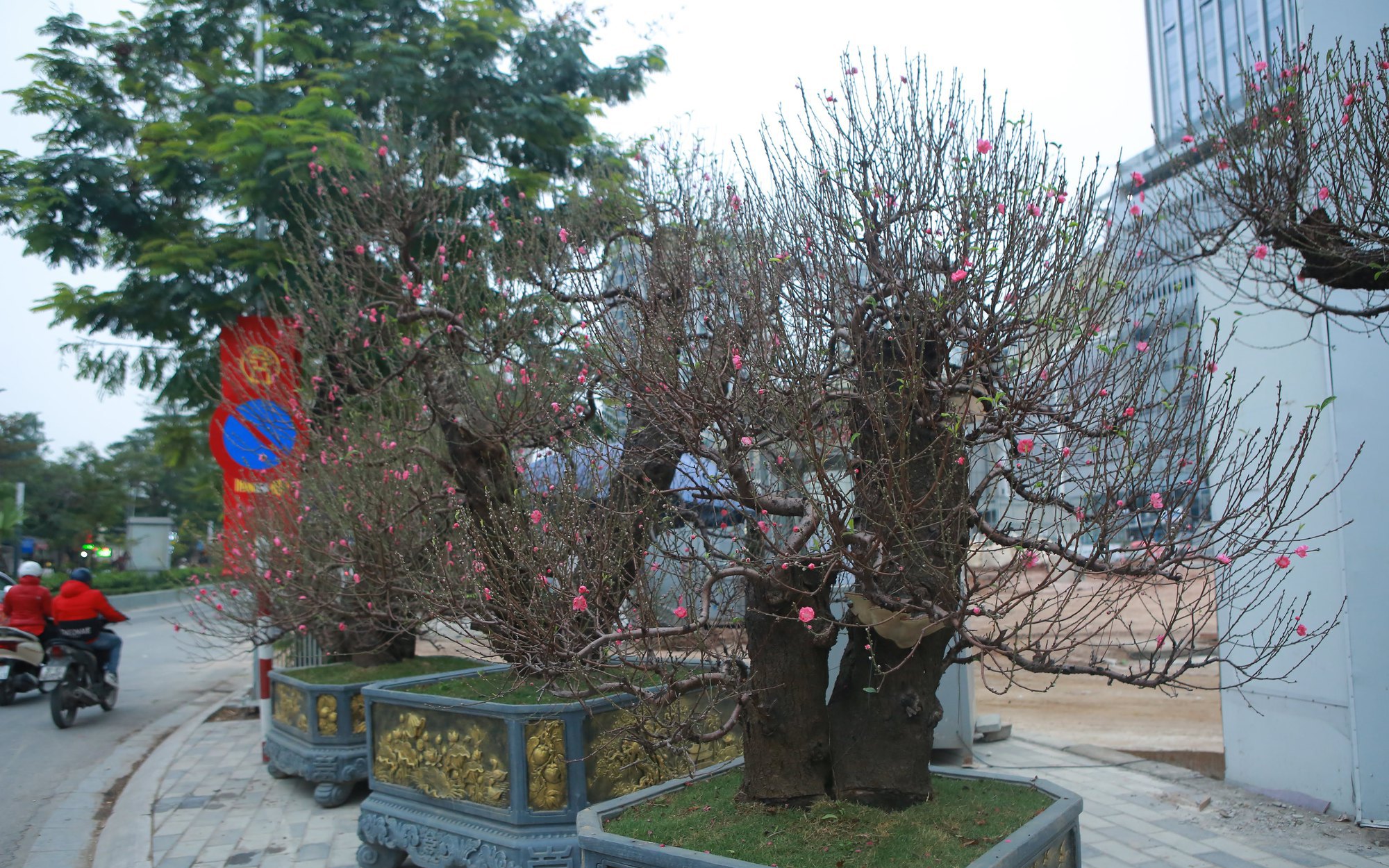 Đào rừng "khủng", giá bán hơn 100 triệu đồng/chậu đồng loạt "xuống phố", phục vụ người Hà Nội chơi Tết