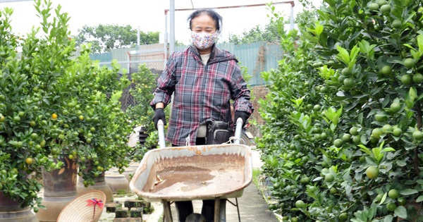 Hà Nội: Dân buôn rục rịch mua quất Tết, chủ vườn tất bật chuẩn bị nguồn cung