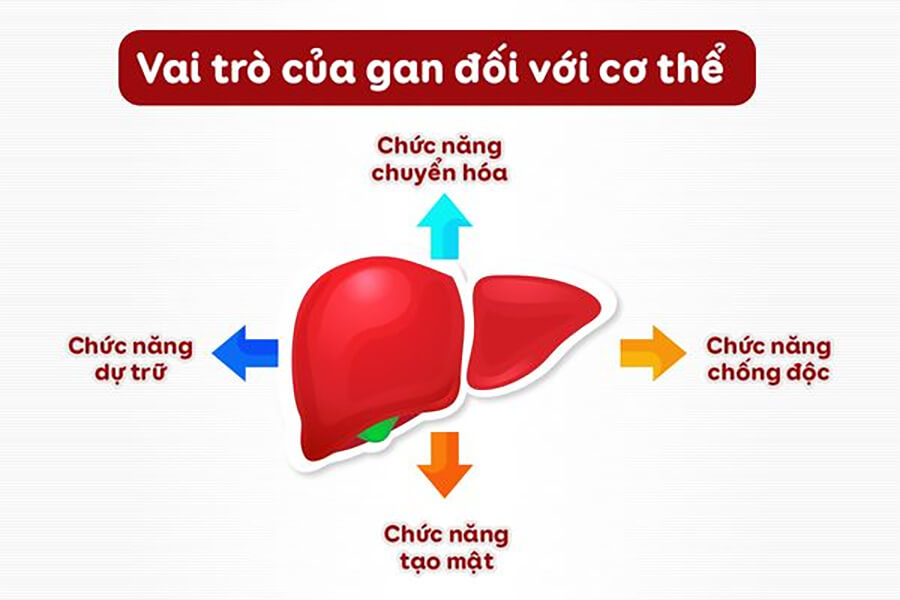 Những điều bạn nên biết trước khi dùng thuốc bổ gan - Ảnh 3.