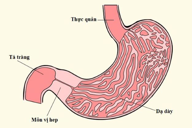 Bài thuốc hỗ trợ điều trị bệnh hẹp môn vị - Ảnh 2.