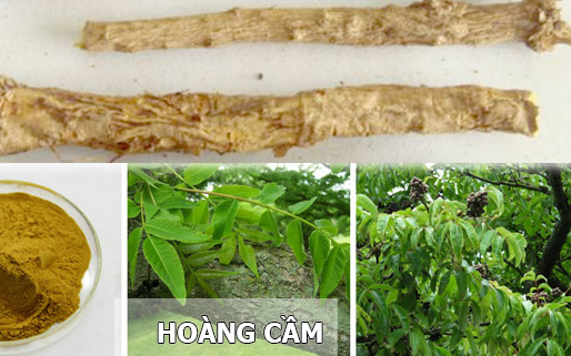 Hoàng cầm thang trị đau bụng, tiêu chảy cấp