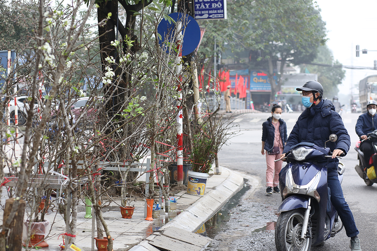 Mê mẩn với những cành lê rừng trắng muốt, đẹp tinh khôi xuống phố - Ảnh 2.