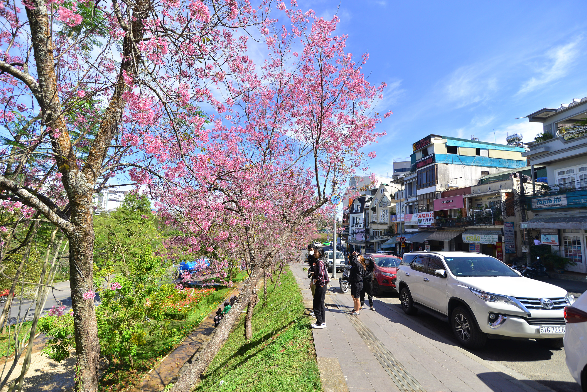 Mải mê bên hoa Mai Anh Đào đừng quên phòng dịch COVID-19 - Ảnh 1.