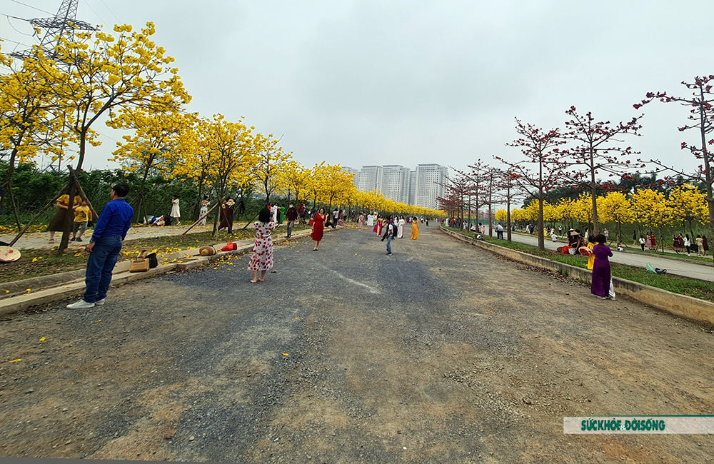 Chị em đua nhau bắc thang đọ dáng cùng hoa Phong Linh - Ảnh 2.