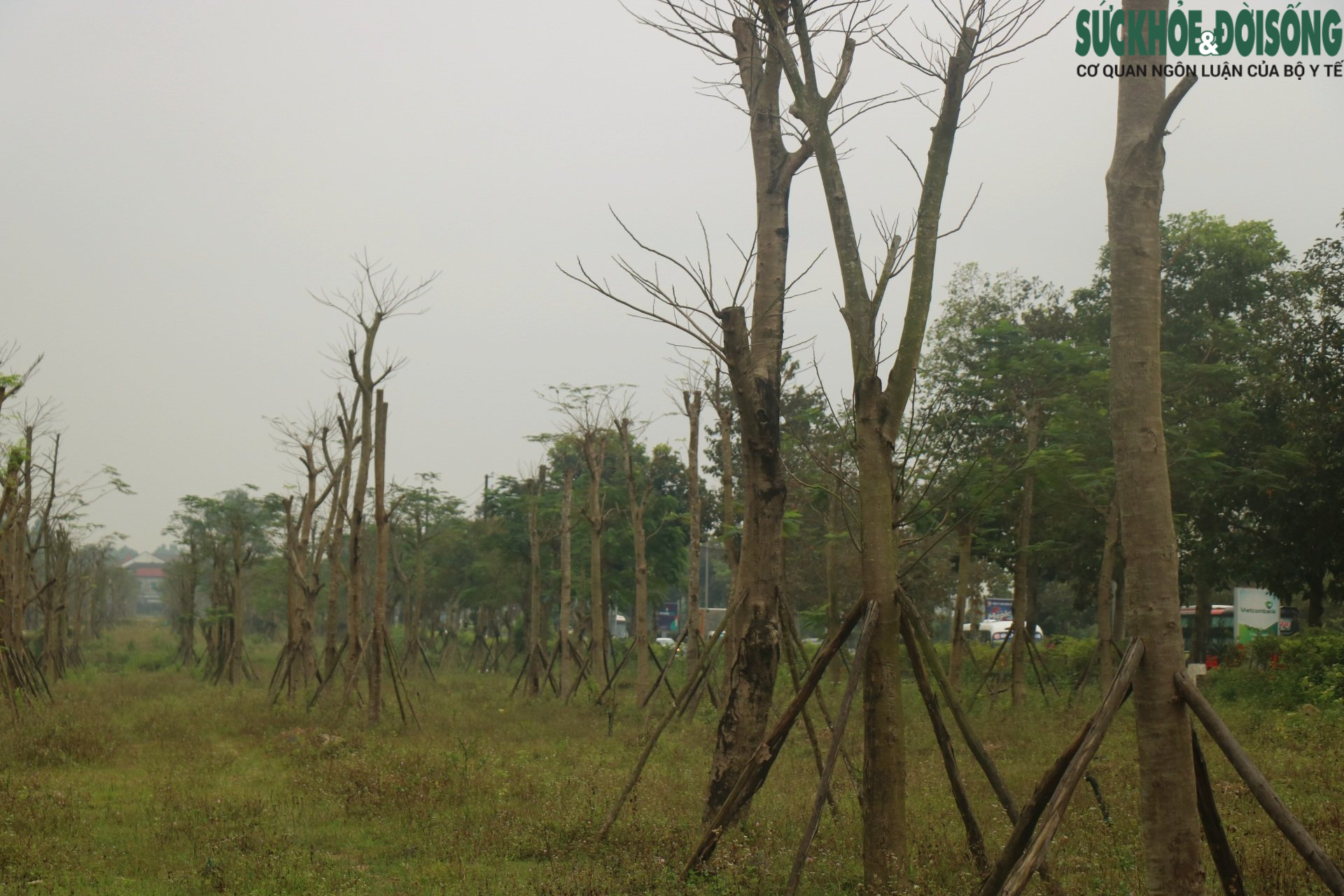 Thừa Thiên Huế: Hàng loạt cây xanh tạo điểm nhấn cho cửa ngõ phía Nam tróc vỏ, chết khô - Ảnh 1.