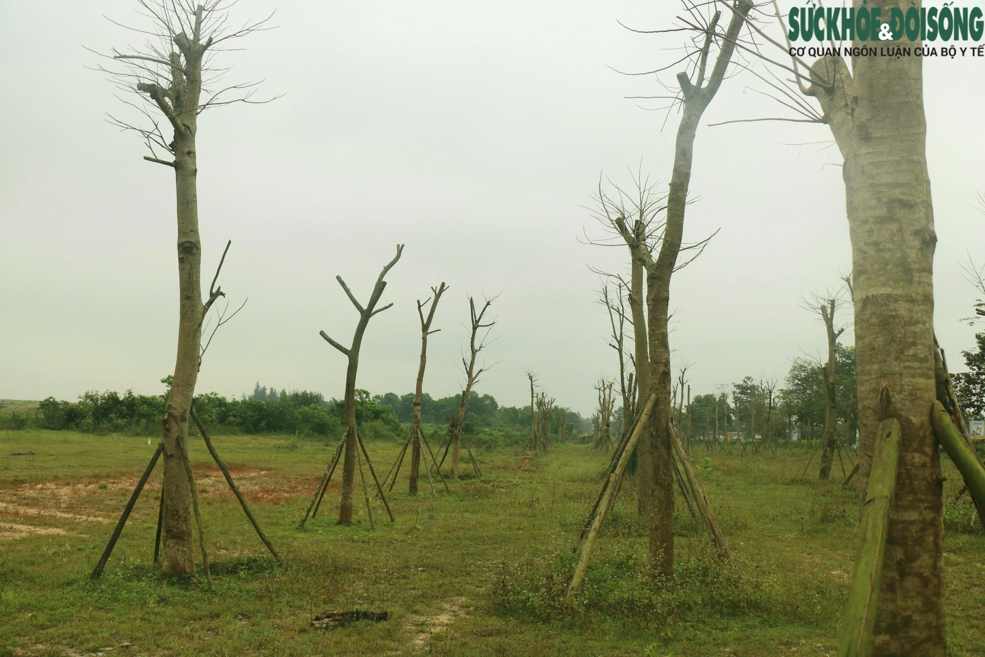Thừa Thiên Huế: Hàng loạt cây xanh tạo điểm nhấn cho cửa ngõ phía Nam tróc vỏ, chết khô - Ảnh 2.