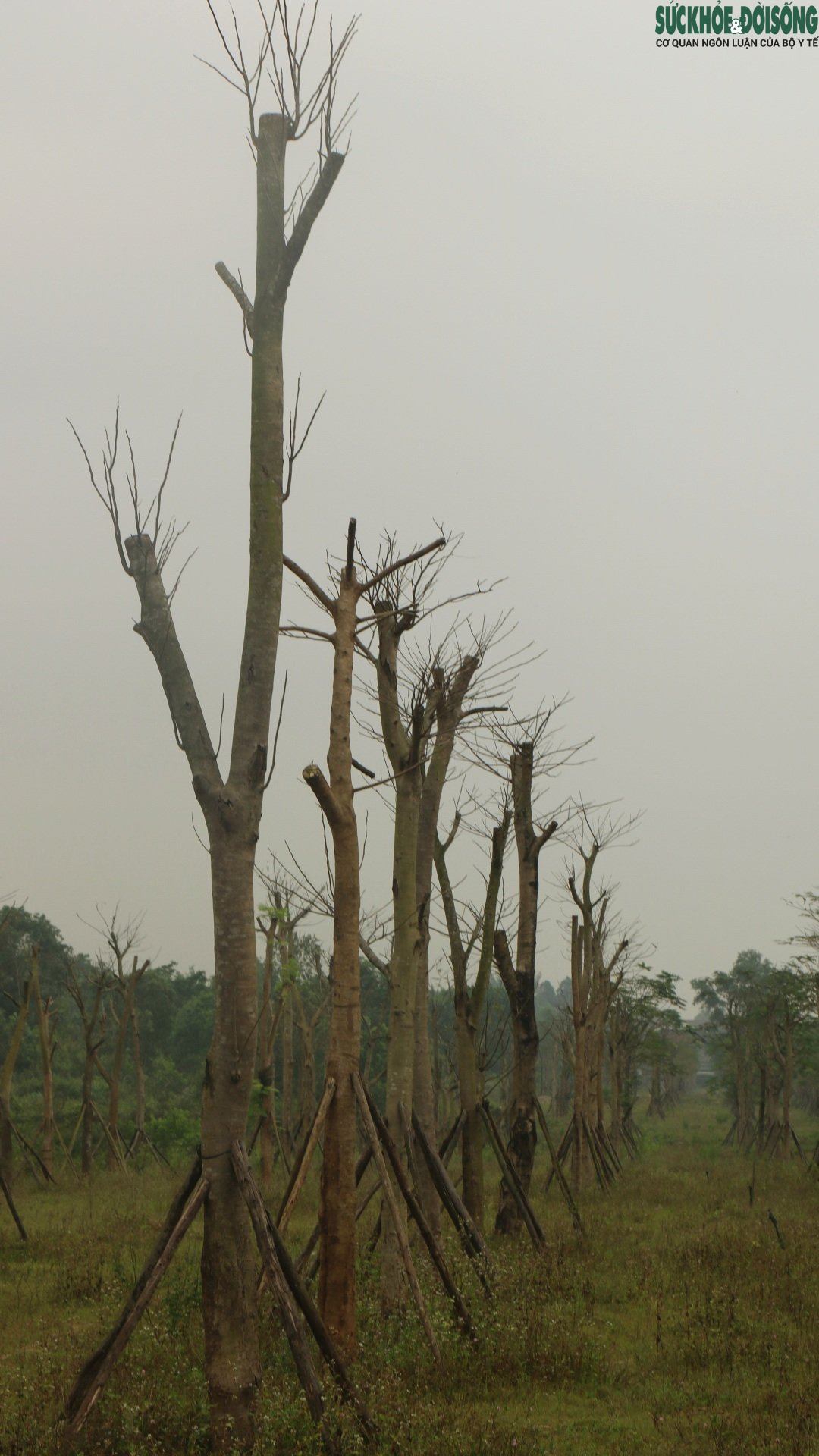 Thừa Thiên Huế: Hàng loạt cây xanh tạo điểm nhấn cho cửa ngõ phía Nam tróc vỏ, chết khô - Ảnh 3.