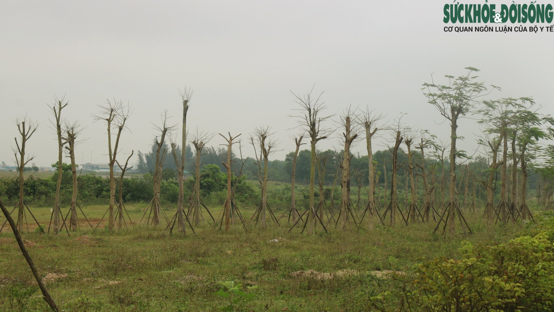 Thừa Thiên Huế: Hàng loạt cây xanh tạo điểm nhấn cho cửa ngõ phía Nam tróc vỏ, chết khô - Ảnh 4.