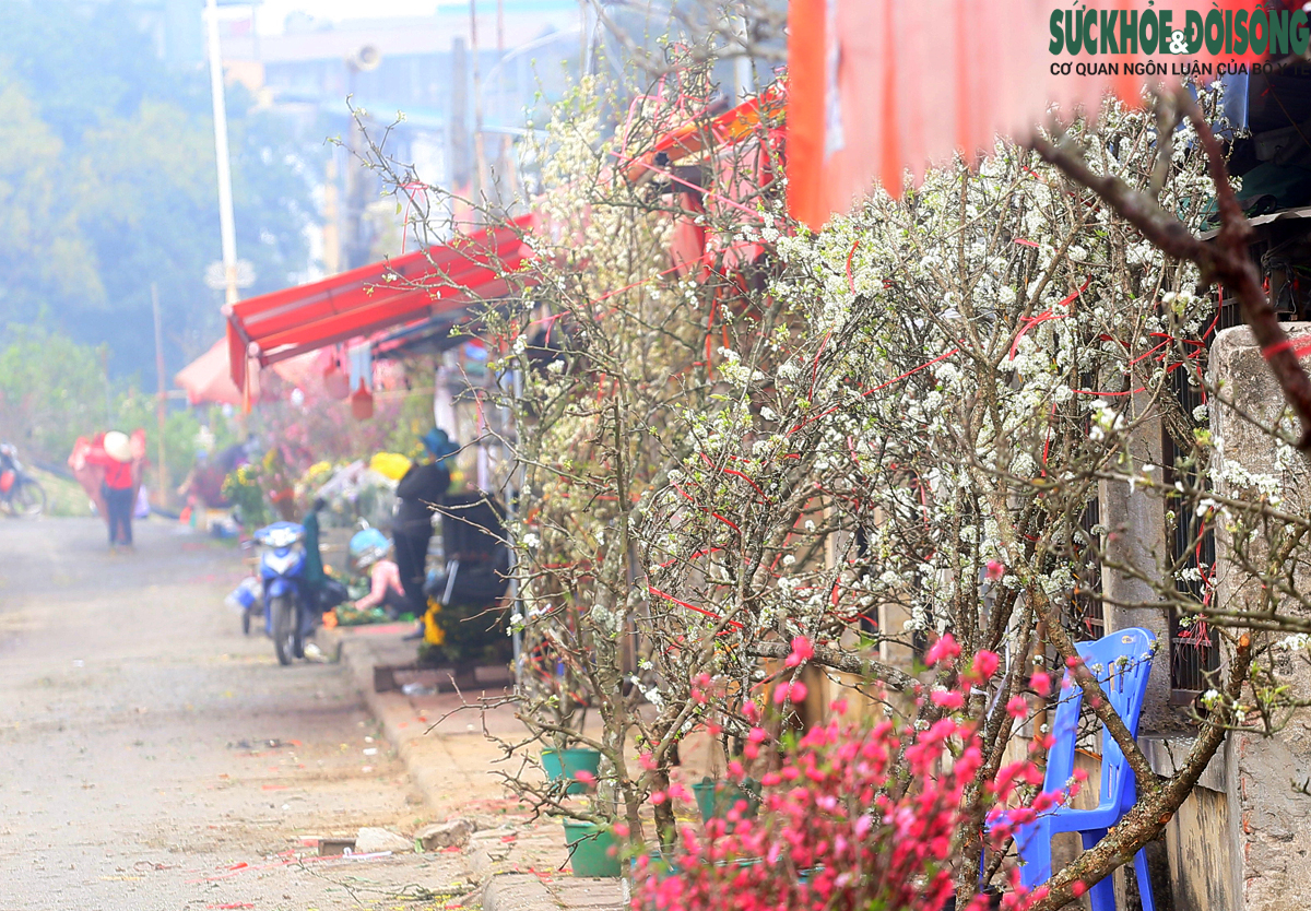 Chuyện lạ: Hoa đào, mai trắng vẫn nở rộ, bày bán đầu tháng 3 ở Hà Nội - Ảnh 9.