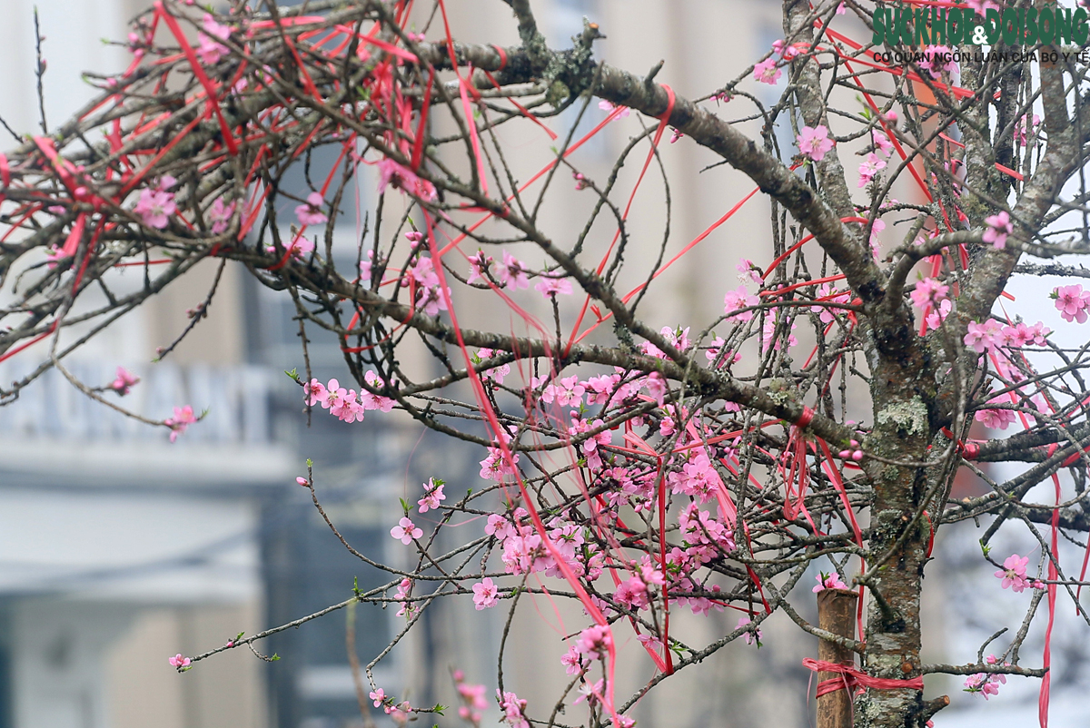 Chuyện lạ: Hoa đào, mai trắng vẫn nở rộ, bày bán đầu tháng 3 ở Hà Nội - Ảnh 7.