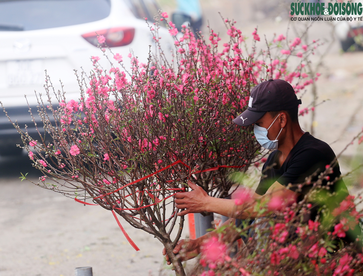 Chuyện lạ: Hoa đào, mai trắng vẫn nở rộ, bày bán đầu tháng 3 ở Hà Nội - Ảnh 3.