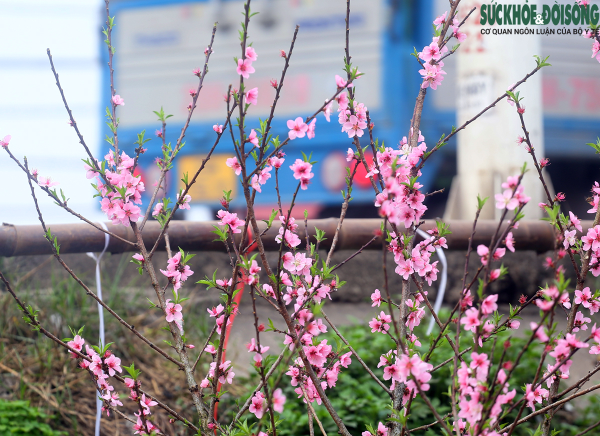 Chuyện lạ: Hoa đào, mai trắng vẫn nở rộ, bày bán đầu tháng 3 ở Hà Nội - Ảnh 4.