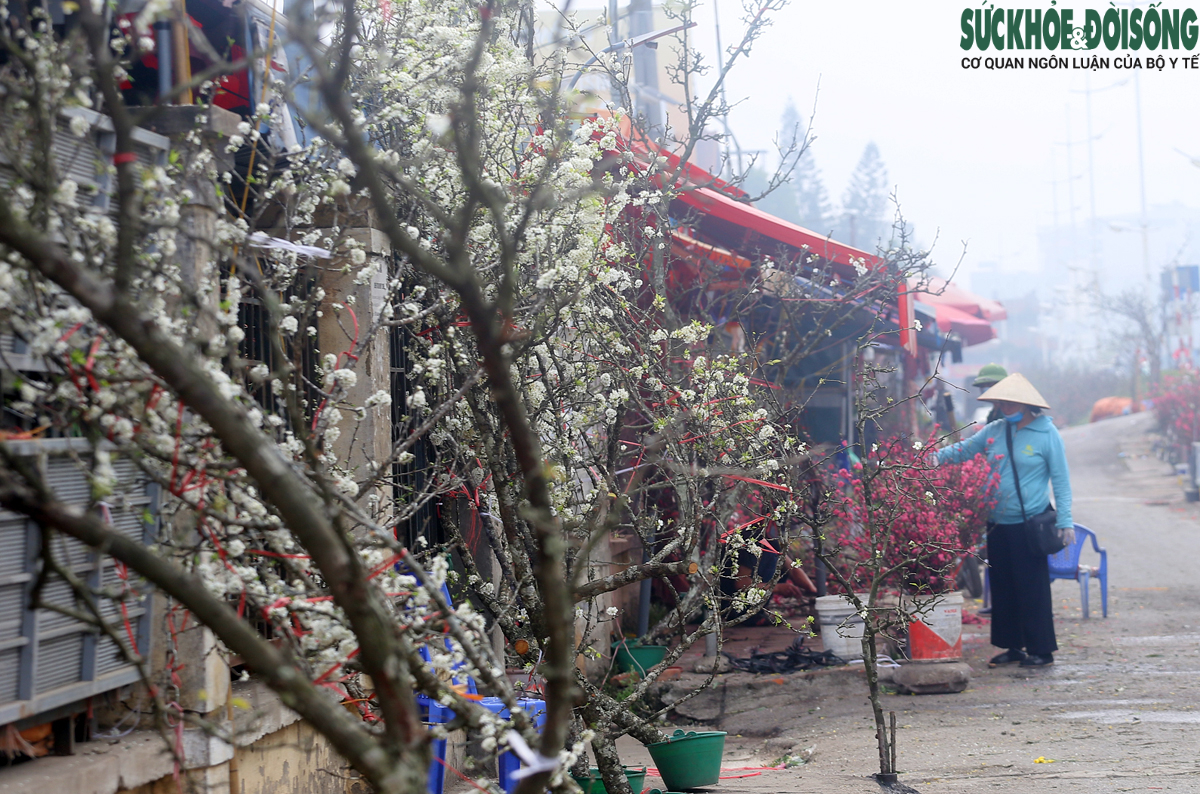 Chuyện lạ: Hoa đào, mai trắng vẫn nở rộ, bày bán đầu tháng 3 ở Hà Nội - Ảnh 12.