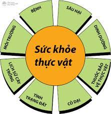 LHQ: Ngày 12/5 hằng năm sẽ là Ngày quốc tế Sức khỏe thực vật - Ảnh 1. LHQ: Ngày 12/5 hằng năm sẽ là Ngày quốc tế Sức khỏe thực vật - Ảnh 1.