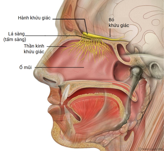 F0 cần làm gì khi bị mất vị giác và khứu giác? - Ảnh 3.