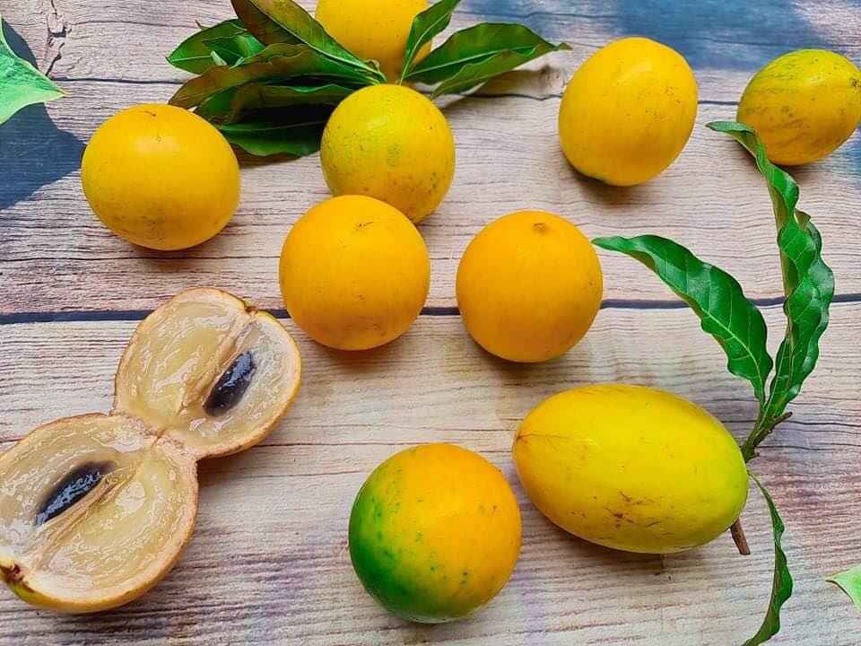 Vú sữa hoàng kim gần 200k/kg khiến chị em tò mò đặt mua tới tấp - Ảnh 5. Vú sữa hoàng kim gần 200k/kg khiến chị em tò mò đặt mua tới tấp - Ảnh 5.