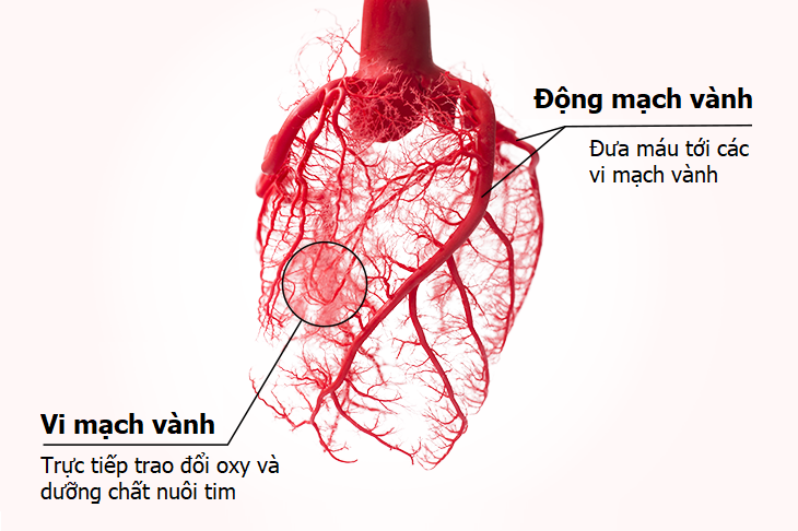 Thiếu máu cơ tim ở người bệnh tiểu đường, huyết áp cao, mạch vành diễn ra  như thế nào?