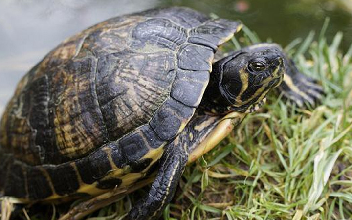 2 cá thể rùa quý hiếm biến mất khỏi trung tâm bảo tồn