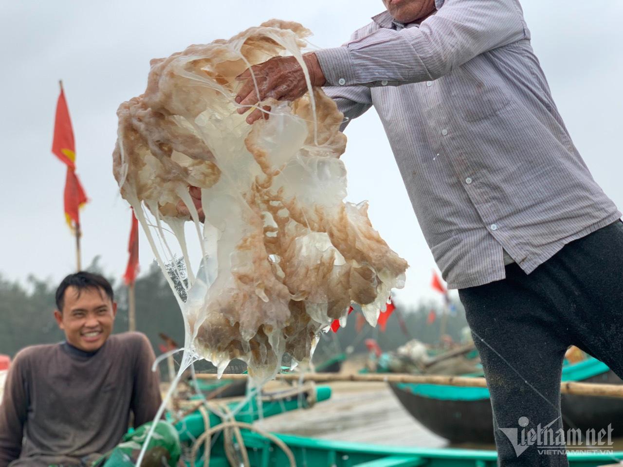 Nửa đêm ra biển 'hái lộc': Bắt loài trong veo, mềm nhũn... thu tiền triệu - Ảnh 8.