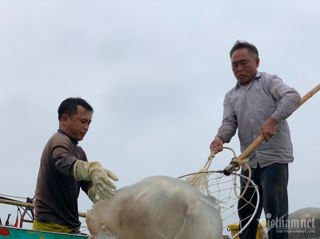 Nửa đêm ra biển 'hái lộc': Bắt loài trong veo, mềm nhũn... thu tiền triệu - Ảnh 5.