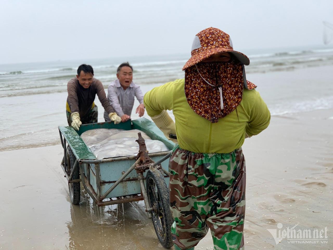 Nửa đêm ra biển 'hái lộc': Bắt loài trong veo, mềm nhũn... thu tiền triệu - Ảnh 2.