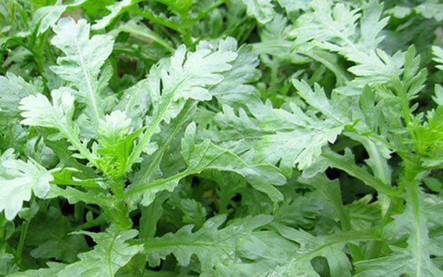 Đừng bỏ qua những tác dụng bất ngờ của rau cải cúc với sức khỏe- Ảnh 3. 8 công dụng trị bệnh của rau cải cúc