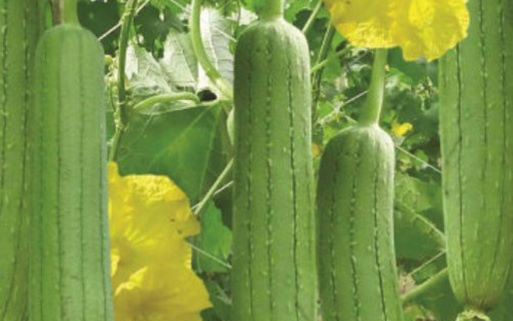 Mướp - Vị thuốc lợi sữa, lưu thông huyết