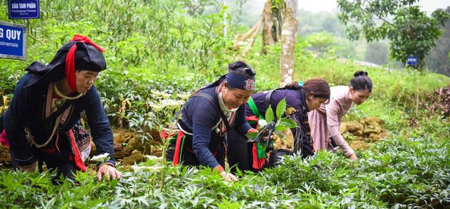 Cho vay đầu tư, hỗ trợ phát triển vùng trồng dược liệu quý - Ảnh 2.