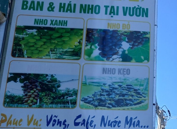 Check-in cùng những cánh đồng nho... - Ảnh 9.