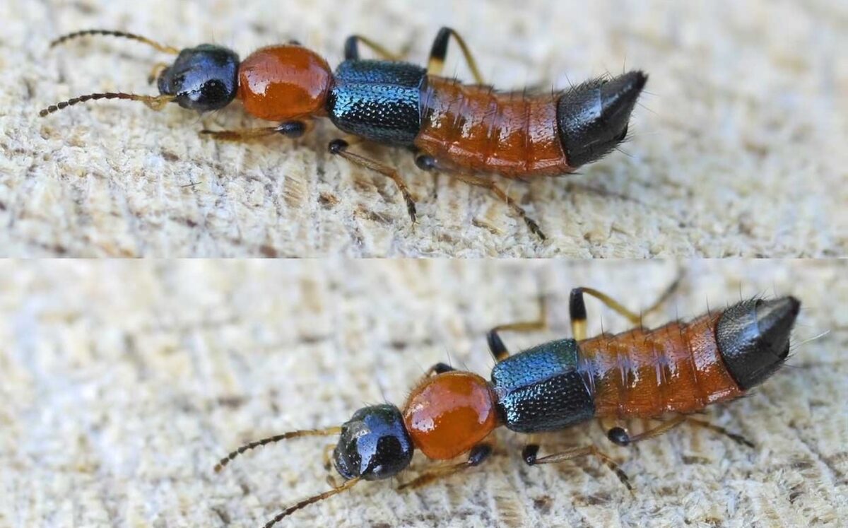 Dùng ánh sáng đuổi kiến ba khoang - Ảnh 2. Dùng ánh sáng đuổi kiến ba khoang - Ảnh 2.